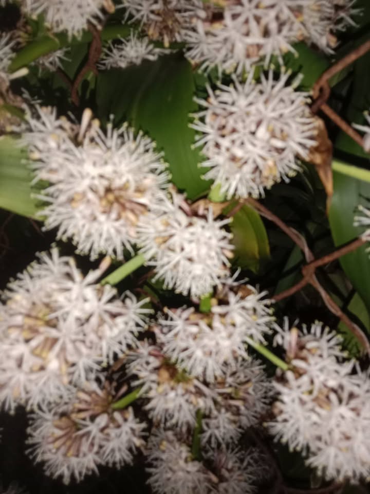 Đất Tân Hội 86400m² giá 900 triệu - Mặt tiền đường lớn, đầu tư tiềm năng!