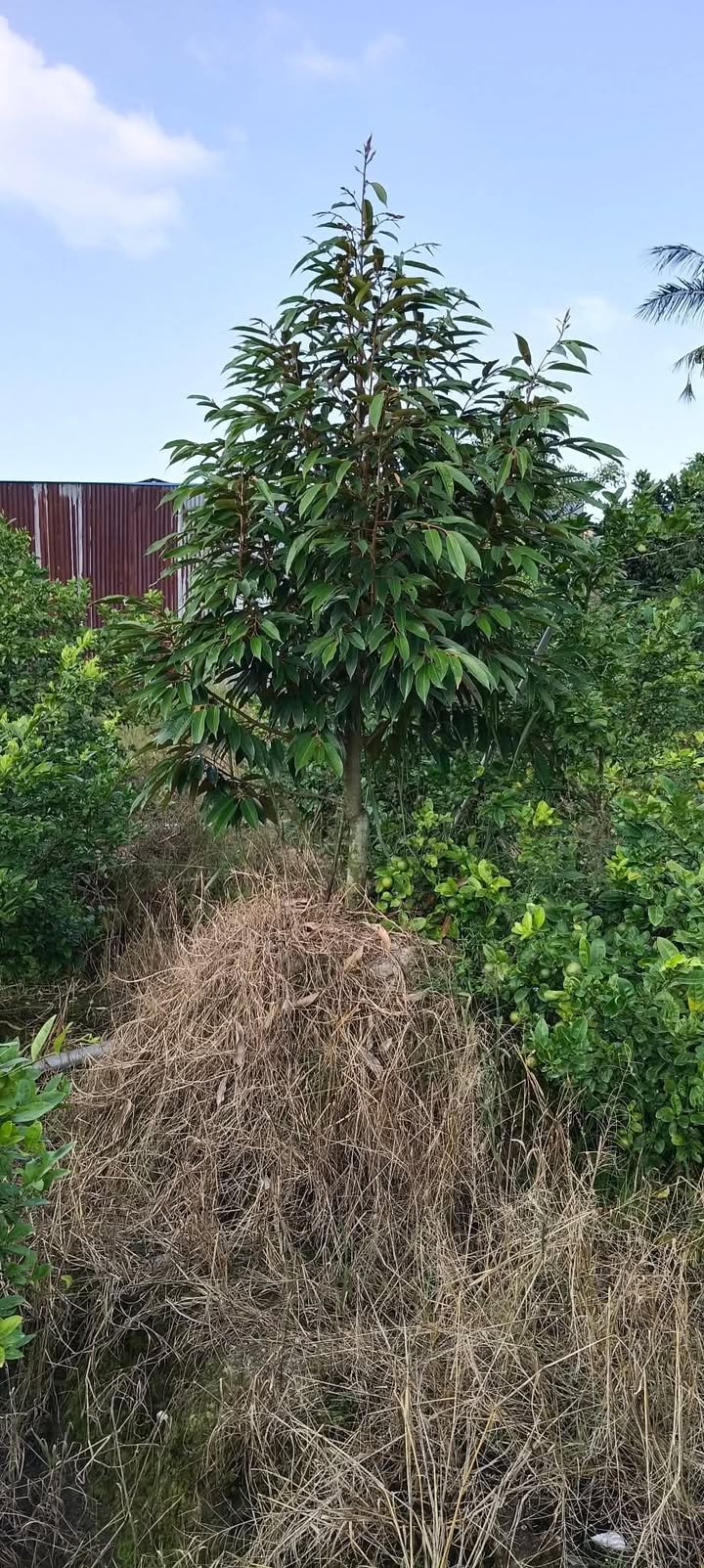 Đất nền Hậu Mỹ Bắc A, Cái Bè 10.000m² giá 1.05 tỷ - Đầu tư sinh lời ngay!