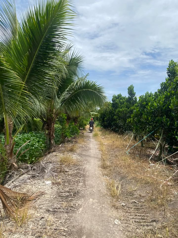 Đất vườn 15 công mặt tiền đường nội đồng, xã Bình Tấn, Đồng Tháp - Cơ hội đầu tư sinh lời!