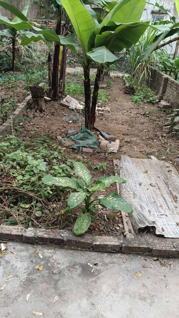 Đất nền Kim Sơn Gia Lâm 41m² giá 2.9 tỷ - Đất vuông vắn, ô tô tránh nhau!