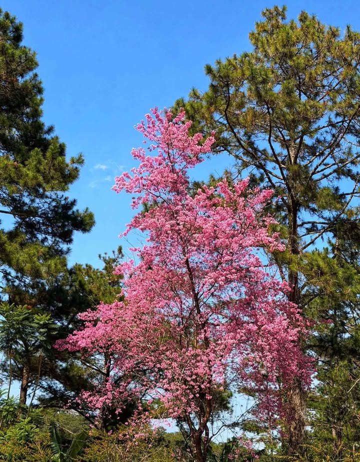 Lô đất Đà Lạt 111m² giá 3.5 tỷ - Pháp lý rõ ràng, xây dựng tự do!