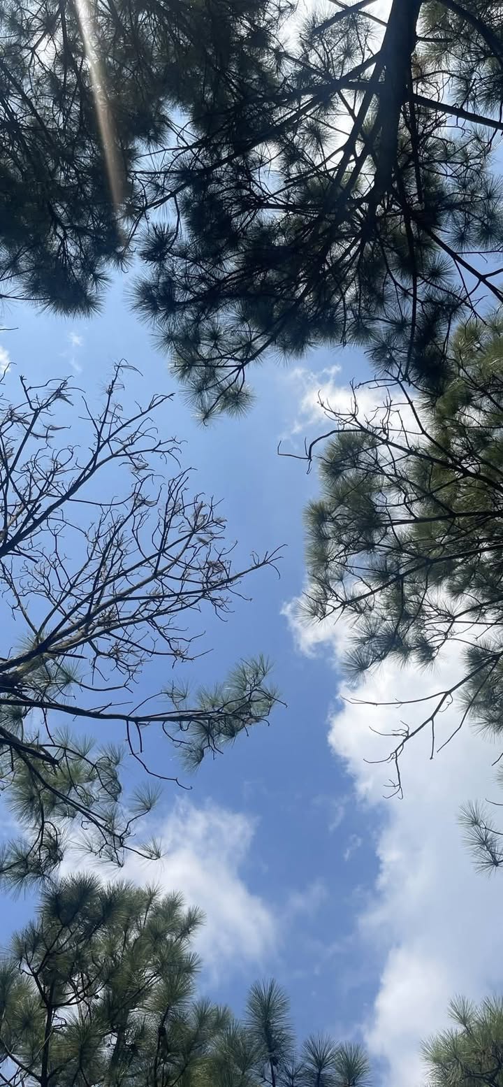 Lô đất 85m² Hoàng Mai, An Hải, An Dương - Sổ đỏ chính chủ, giá chỉ 1 tỷ!