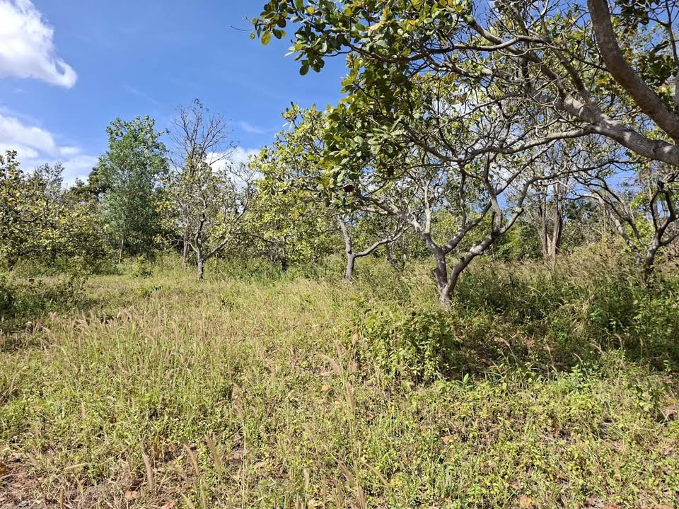 Đất Farm Ea Nuôl, Buôn Đôn, Đắk Lắk 81.000m² - Giá chỉ 1.089 tỷ, Đầu tư sinh lời ngay!