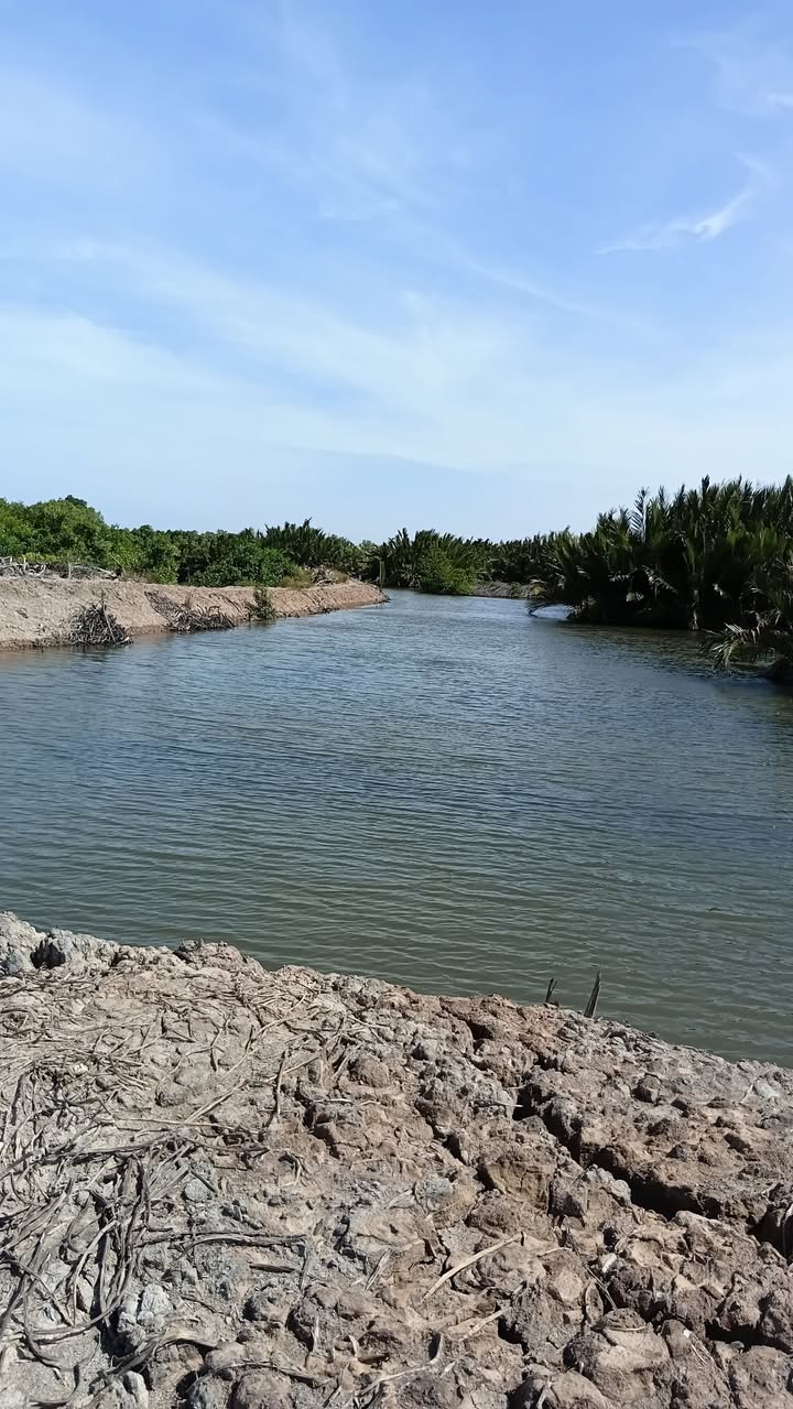 Đất 74 công Trường Long Hòa, Duyên Hải giá chỉ 8.88 tỷ - Đầu tư sinh lời hấp dẫn!