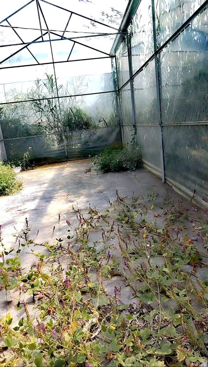 Đất Thái Phiên Đà Lạt 69m² giá 950 triệu - Sổ đỏ chính chủ, đầu tư lý tưởng!