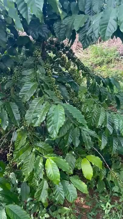 Đất Lộc Tân Bảo Lâm 9000m² giá 2.1 tỷ - Đầu tư sinh lời tiềm năng!