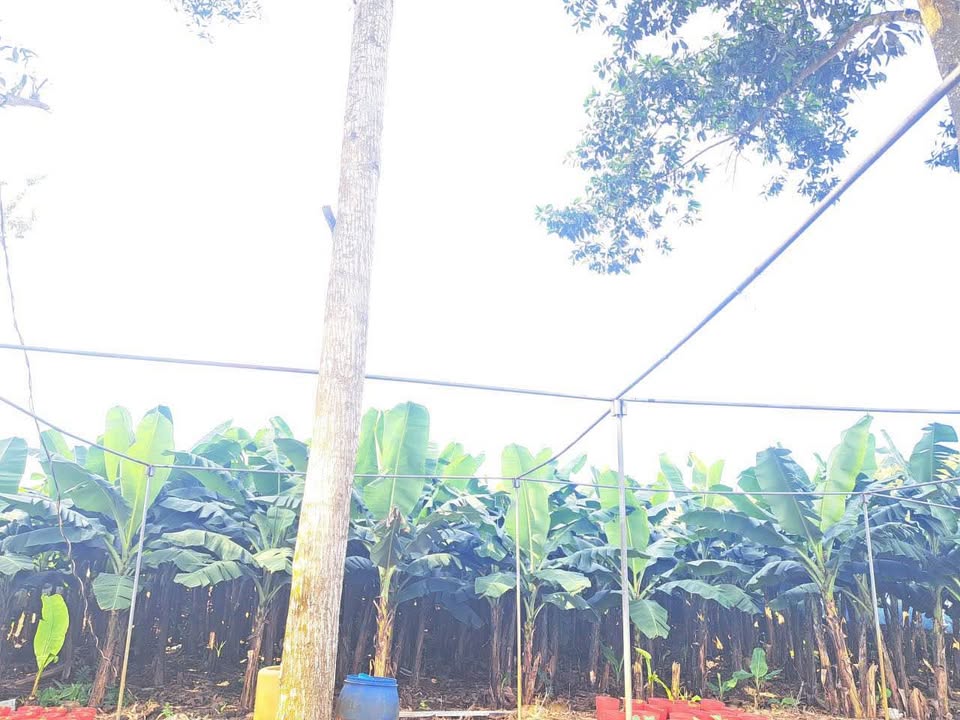 Farm cho thuê 1.2ha tại xã Tà Lài, giá 40 triệu/năm - Điện nước đầy đủ, trồng chuối hiệu quả!