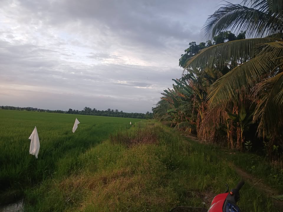 Đất lúa 6 công 4 tại Ấp Rùm Sóc, Trà Vinh - Giá chỉ 640 triệu!