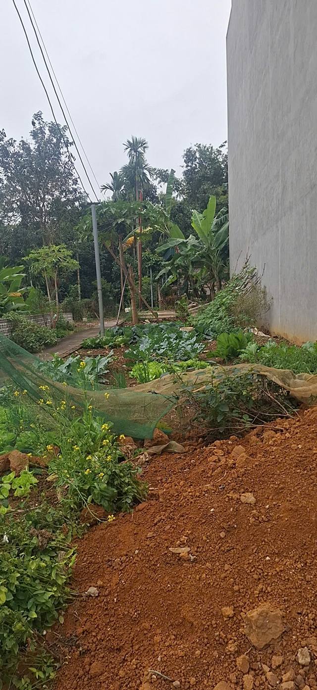 Đất thổ cư An Tường Tuyên Quang 85.5m² giá 1.55 tỷ - Gần trung tâm thuận tiện!