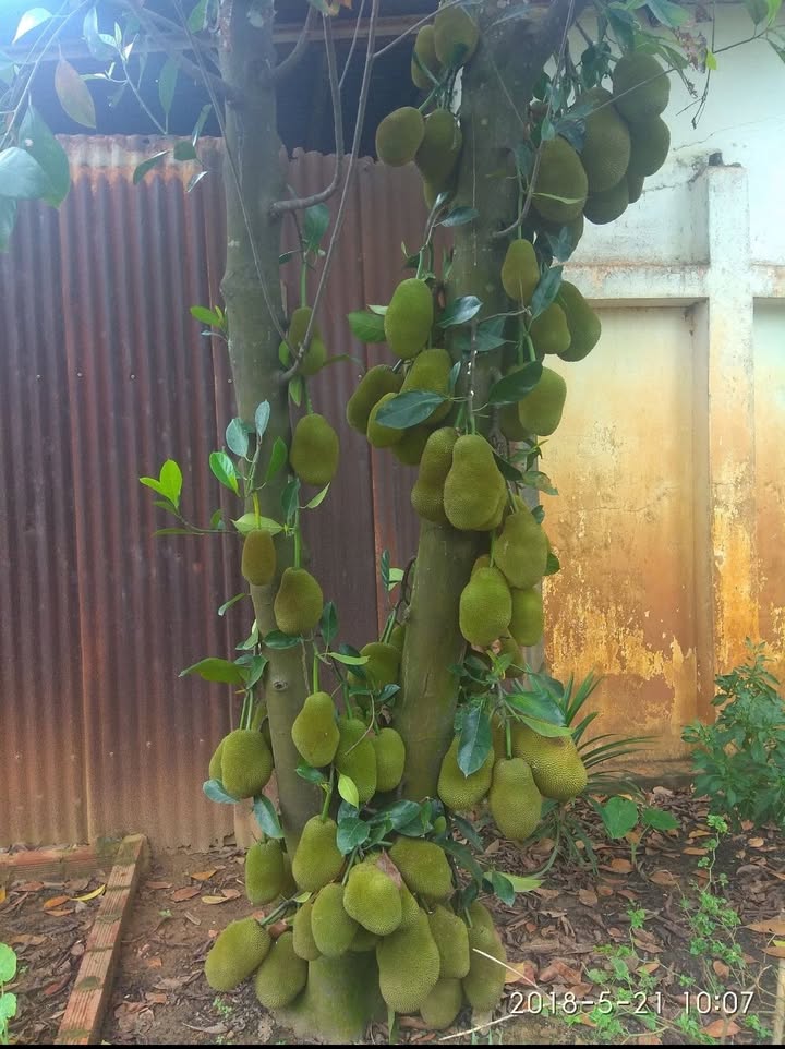 Đất mặt tiền nhựa xã Bình Mỹ Củ Chi 2000m² giá 4 tỷ - Cơ hội đầu tư tuyệt vời!