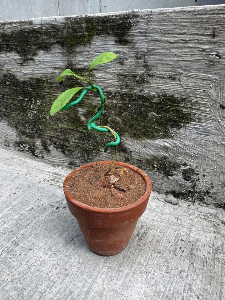 Bán gấp nhà mặt tiền đường Huỳnh Thị Hai, quận 12, diện tích 175m² - Đầu tư sinh lời ngay!