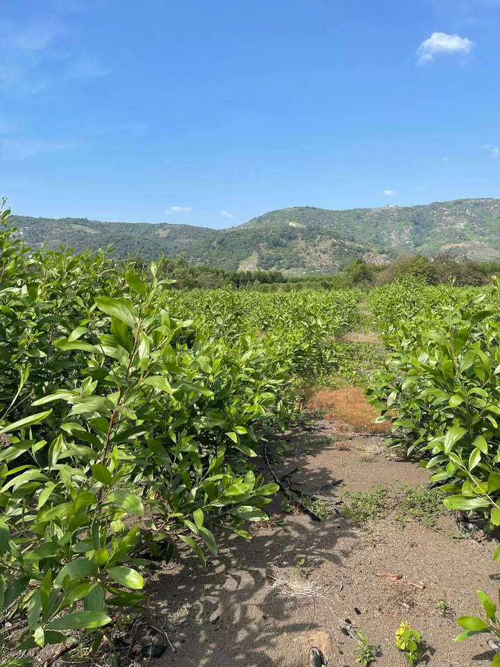 Đất nền Đa Kai, Đức Linh, Bình Thuận 7600m² - Đường mặt tiền 6m, giá 1.216 tỷ