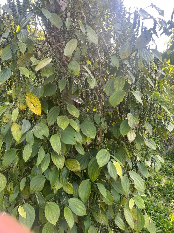 Đất nền Trường Xuân Đắk Song 100m² giá 650 triệu - Cơ hội đầu tư tuyệt vời!