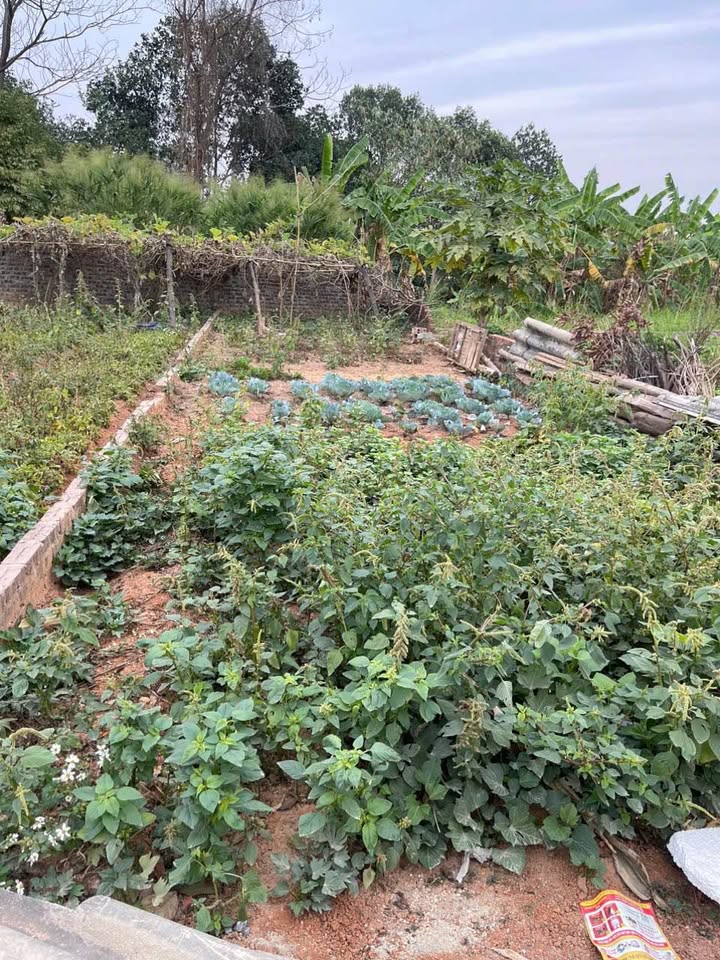 Đất nền Kim Anh - Sóc Sơn 60m² giá 1.3 tỷ - Ngõ thông rộng 4m, vị trí đẹp!