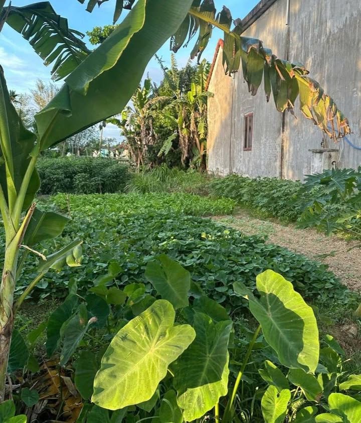 Đất nền xã Vệ Giang, Tư Nghĩa 93m² giá 250 triệu - Bán gấp cuối năm!