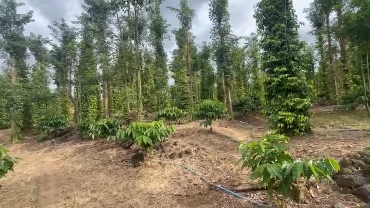 Farm 6308m² tại Sông Ray, Cẩm Mỹ - Giá chỉ 2.15 tỷ, cơ hội đầu tư hấp dẫn!