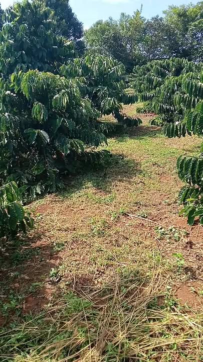 Đất nông nghiệp Tân Lâm 30.000m² giá 1.26 tỷ - Sổ đỏ chính chủ, xe ô tô vào tận nơi!