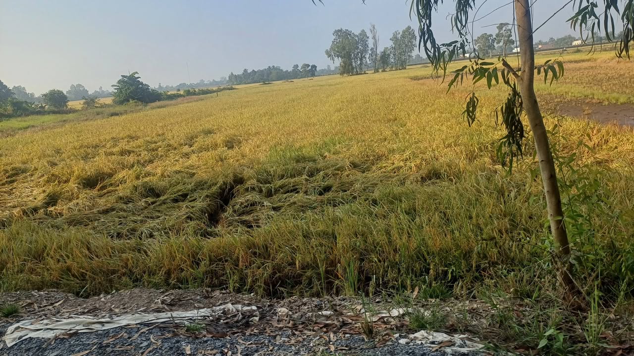 Đất nền Phú Xuân, Phú Mỹ 1820m² giá 2.184 tỷ - Đường xe hơi vào tận nơi!