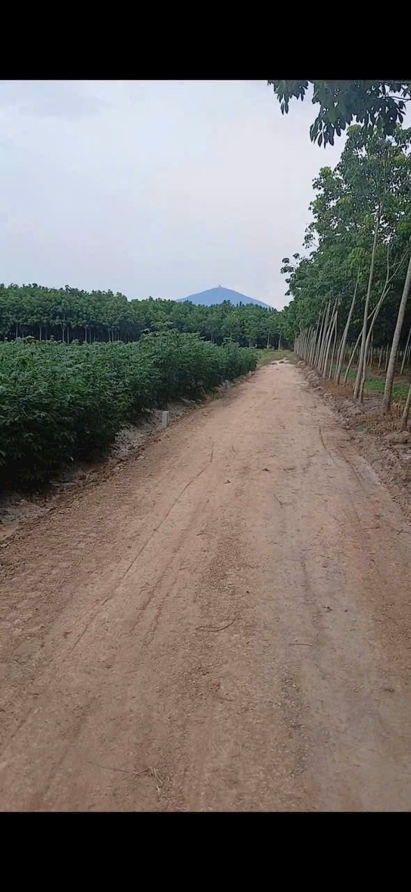 Đất công phường Bình Minh 960m² giá chỉ 280 triệu - Cơ hội đầu tư không thể bỏ lỡ!