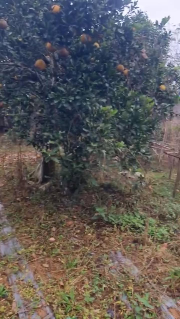 Farm 1,8ha tại Bình Sơn, Sông Công - Đầu tư sinh lời với chuồng trại sẵn có!