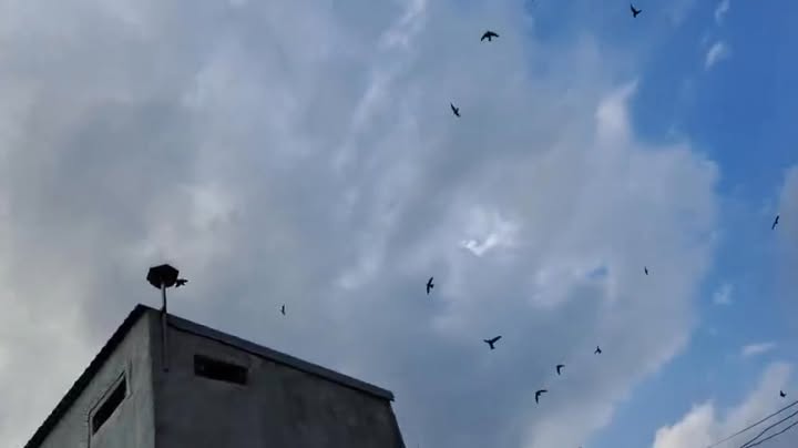 Đất Tân Thuận 3900m² giá 950 triệu - Sổ đỏ chính chủ, ô tô vào tận nơi!