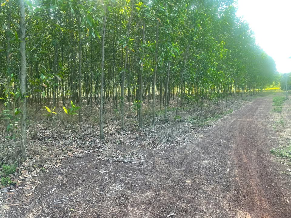 Farm Vĩnh Cửu 16.920m² giá 3.2 tỷ - Đất thổ cư 100%!