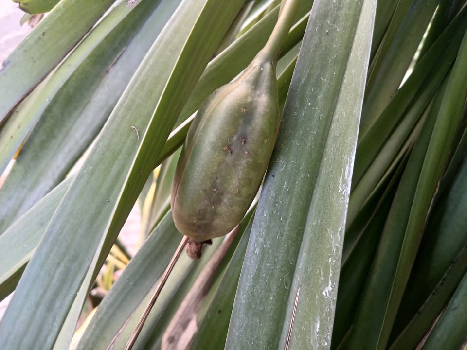 Đất nền Khối 8 - Thanh Hà - Hội An 100m² giá 2.43 tỷ - Đầu tư tiềm năng!