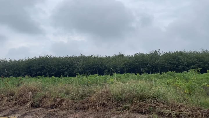 Đất nền Ấp Đồng Sến, Dầu Tiếng 1100m² giá 3.2 tỷ - View hồ tuyệt đẹp!