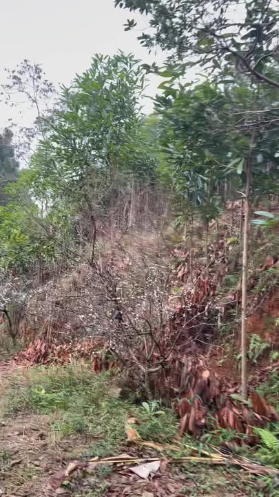 Đất Farm tại Thôn Khe Đền, Bảo Thắng 4ha - Đầu Tư Sinh Lời Từ Đất Rừng Trồng Quế