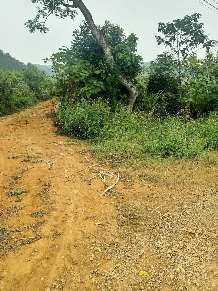 Đất farm Vân Du Thạch Thành 4ha giá thỏa thuận - Đầu tư sinh lời cao!