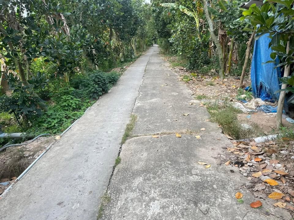 Đất vườn 5.000m² tại Hậu Mỹ Trinh, Cái Bè giá 2.75 tỷ - Cơ hội sở hữu đất mặt tiền sông!