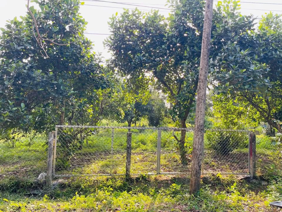 Đất vườn Tam Thái 420m² mặt tiền đường DH8 - Giá chỉ 1.1 tỷ!