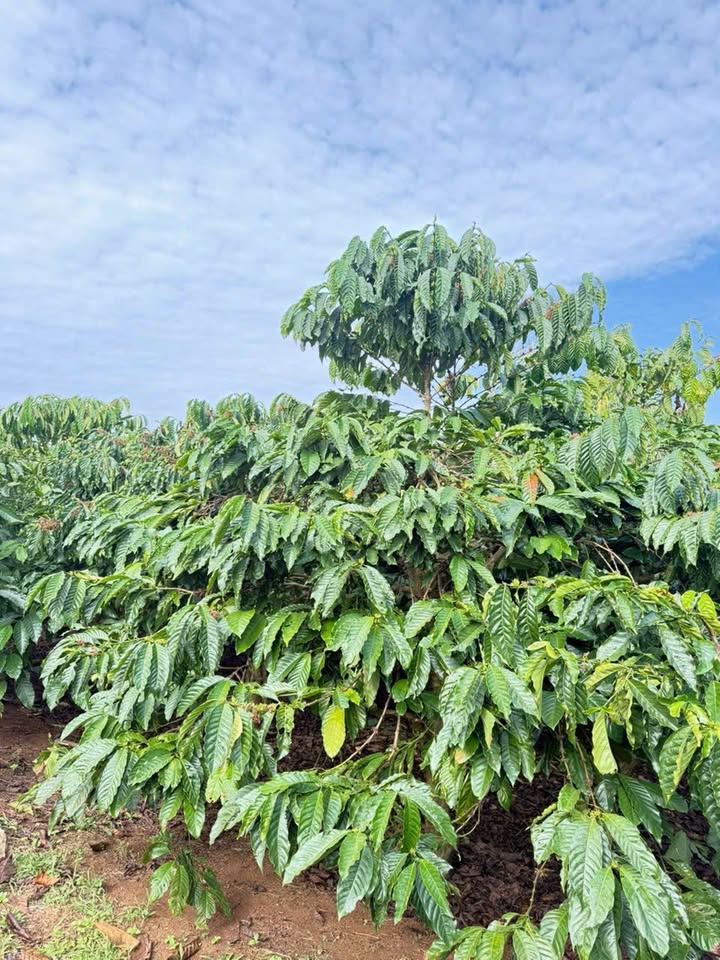 Đất Farm 1 Hécta tại Hoài Đức, Lâm Hà - Giá 5 tỷ, Sổ đỏ chính chủ!