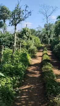 Đất nông nghiệp Cư Bao, Buôn Hồ 13.680m² giá 1.25 tỷ - Đường ô tô vào tận nơi!