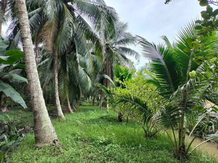 Đất vườn Châu Hòa Bến Tre 8396m² giá 3.358 tỷ - Đầu tư sinh lời ngay!