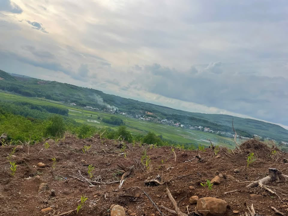 Đất rừng sản xuất 9 sào tại Đông Sơn, Đức Phổ chỉ 115 triệu - Cơ hội đầu tư tuyệt vời!