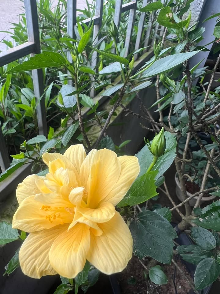 Đất nền Nghĩa Dõng 6m ngang, giá chỉ từ 5xx triệu - Đầu tư sinh lời ngay!