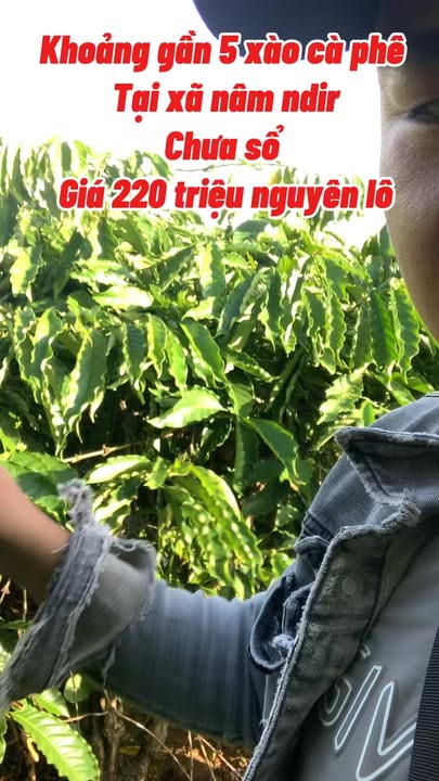 Đất nền Nâm N'Đir Krông Nô 50.000m² giá chỉ 220 triệu - Cơ hội đầu tư tuyệt vời!