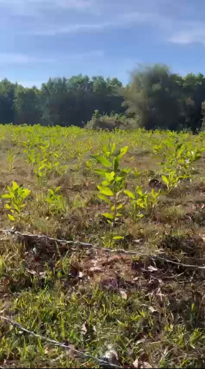 Đất nền Lộc Khánh 18000m² giá 700 triệu - Đầu tư sinh lời ngay!