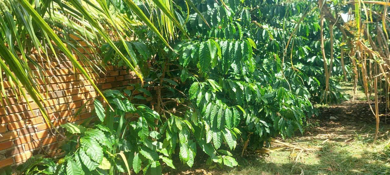 Đất vườn Lộc Nga Bảo Lộc 8100m² giá 950 triệu - Tiềm năng nghỉ dưỡng tuyệt vời!