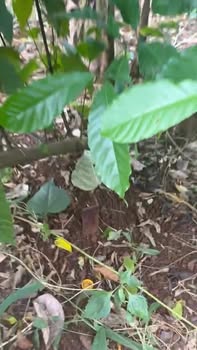 Đất thổ cư 60m² Ea H'đing Cư M'gar giá 420 triệu - Cơ hội đầu tư lý tưởng!