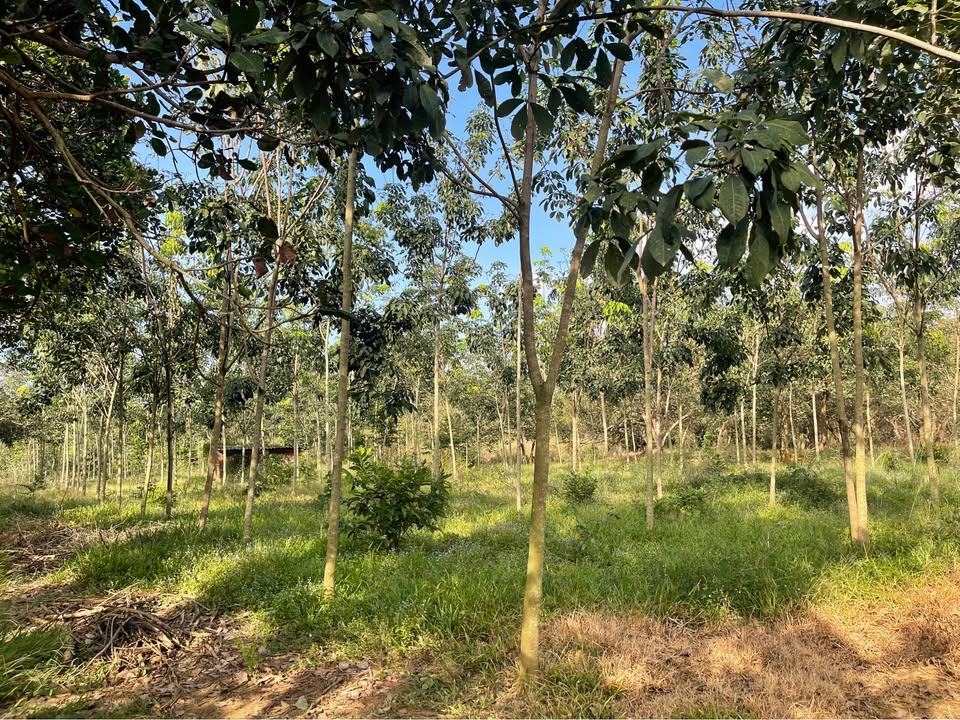 Đất cao su 7,4 sào tại Tân Phước, Đồng Phú chỉ 1,3 tỷ - Sổ sách rõ ràng