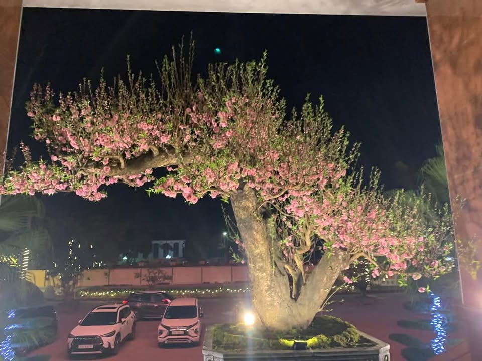 Đất thổ cư Vĩnh Bảo Hải Phòng 100m² giá chỉ 900 triệu - Ô tô vào tận đất!