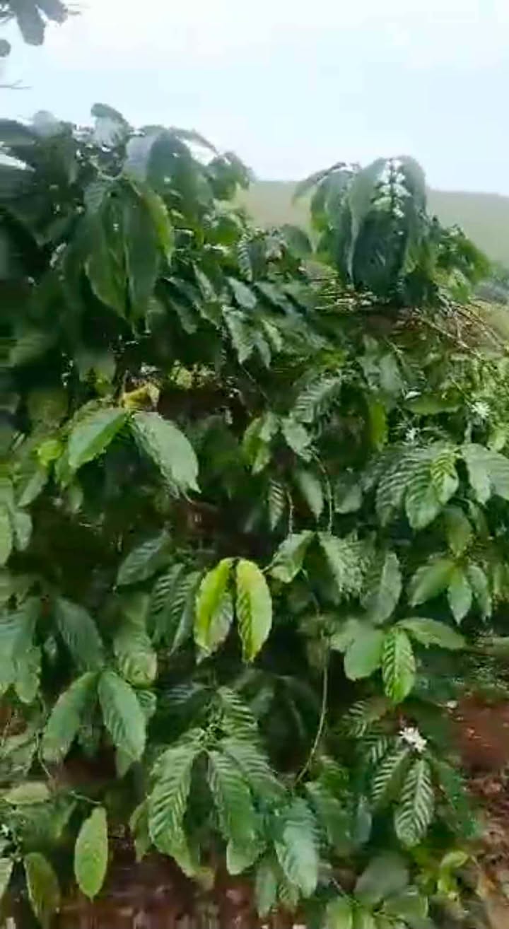 Rẫy cà phê 1ha tại Iakrel, Đức Cơ, Gia Lai giá 1 tỷ - Cơ hội đầu tư lý tưởng!