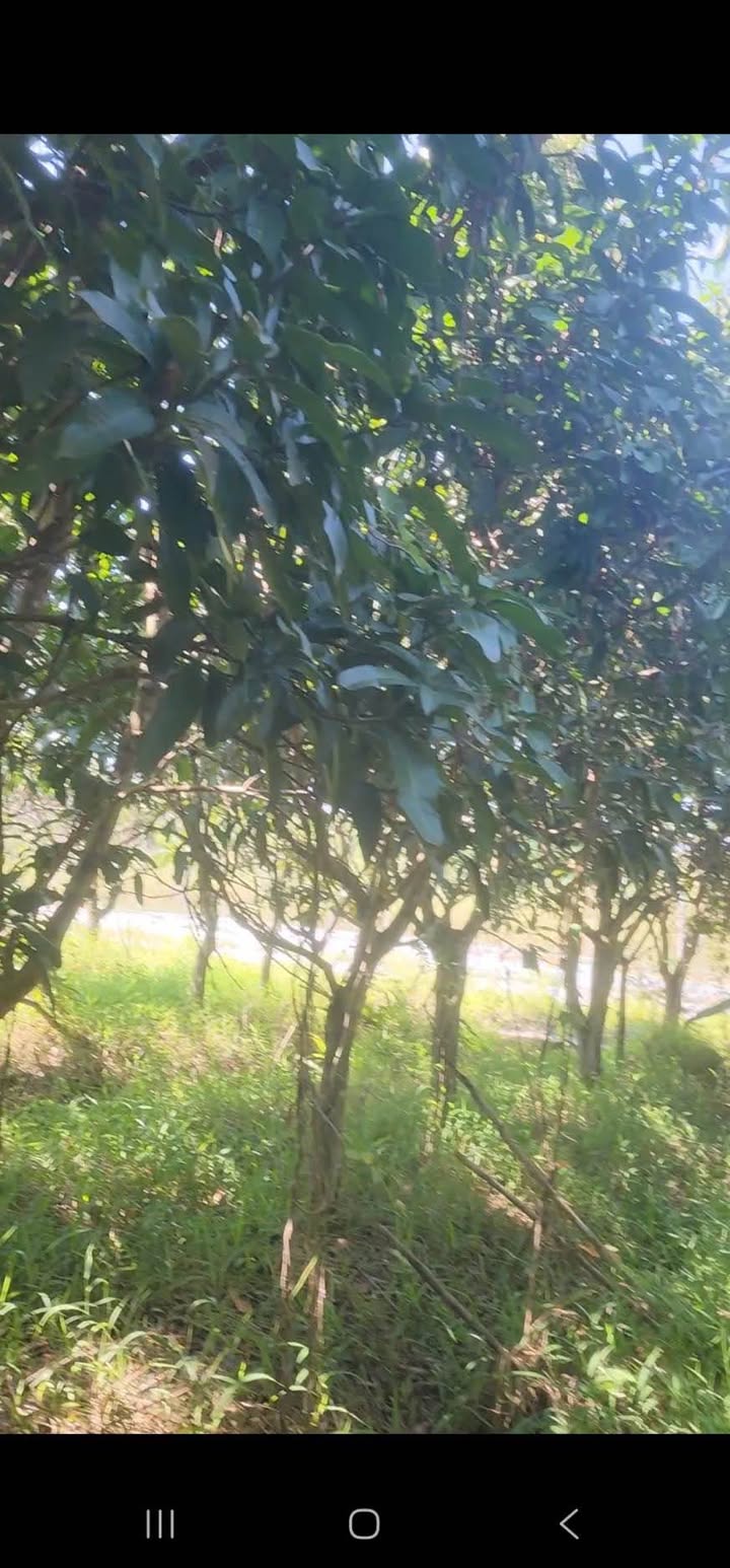 Đất cây lâu năm 1.232m² Hưng Phú, Cái Răng, Cần Thơ - Giá chỉ 750 triệu!