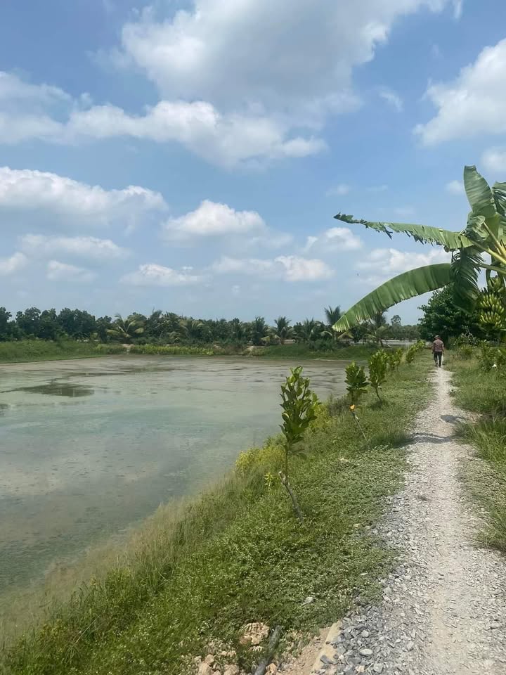 Đất ruộng Cái Bè 4,4 công giá thỏa thuận - Mặt tiền đẹp, vị trí tiềm năng!