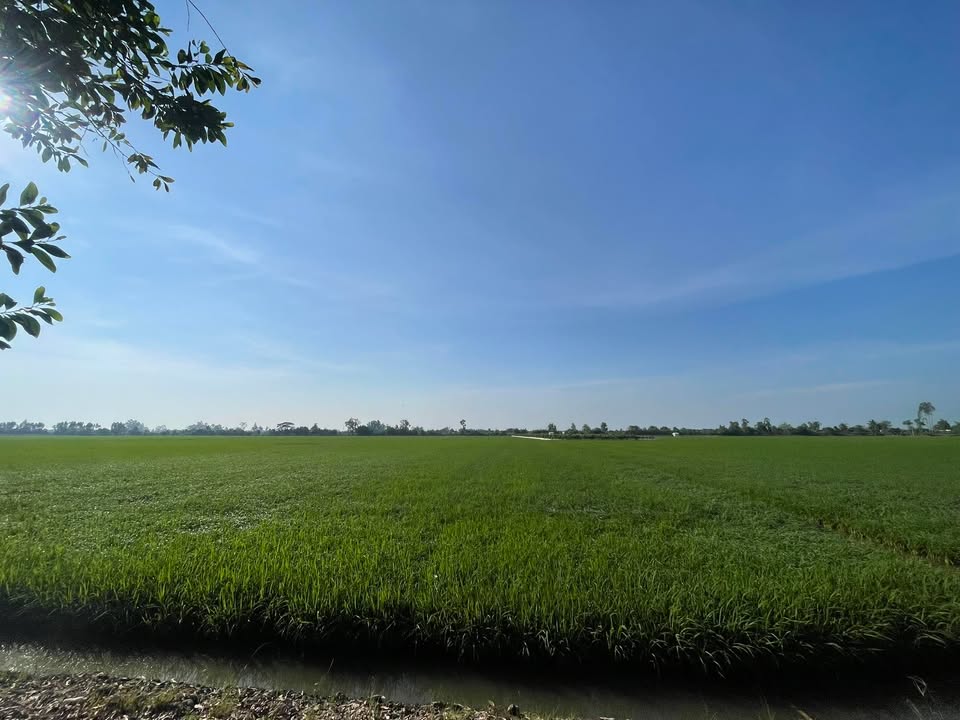 Đất ruộng lúa 20 công tại Thanh Mỹ - Mặt tiền rộng, giá chỉ 6.24 tỷ!