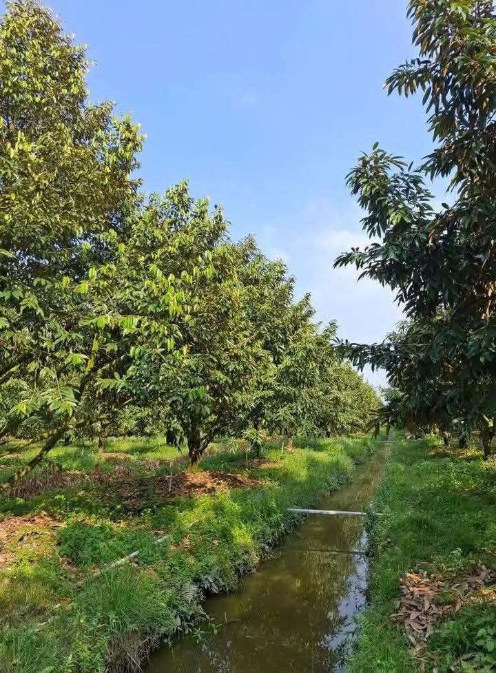 Đất nông nghiệp mặt tiền sông Tiền 12.000m² giá 28.8 tỷ - Cơ hội đầu tư hấp dẫn!