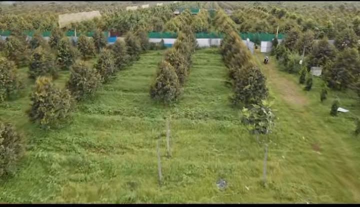Farm Sầu Riêng 3.3ha tại Cư M'gar - Giá 23 tỷ, Đầu Tư Sinh Lời