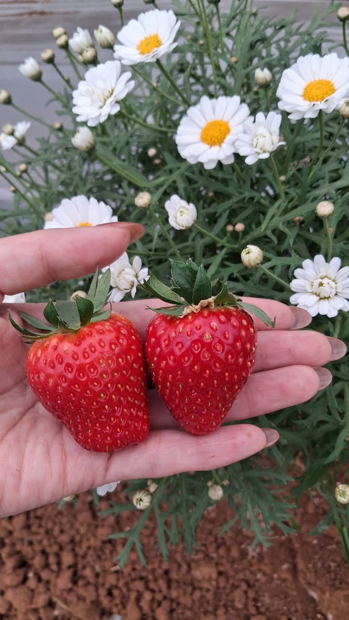 Căn hộ Royal Park Bắc Ninh cho thuê - Giá thỏa thuận, chính chủ!
